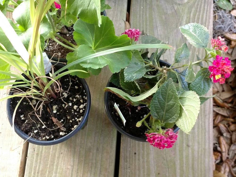 Darwin Bigelow BLog Mosquito Repellent Plants Natural Solutions to