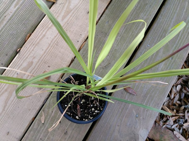 mosquito repellent plants lemongrass