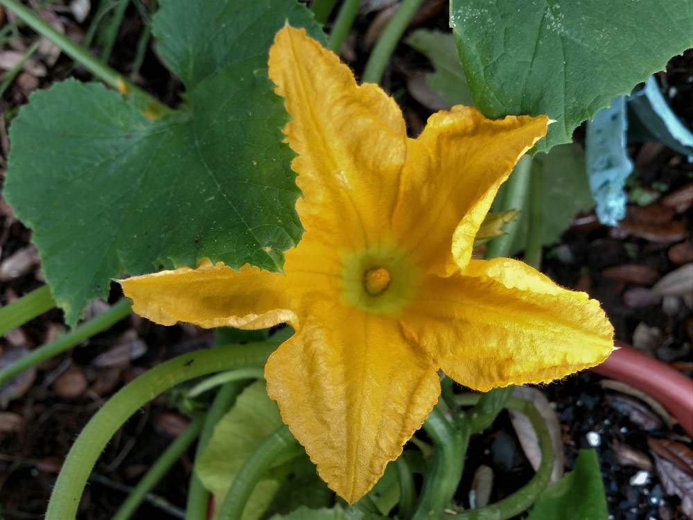 Image of Yellow squash in a terracotta pot