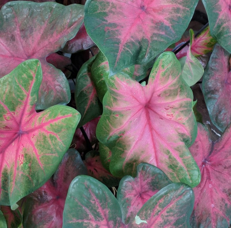 How to Grow Caladiums - Gardening Tips and Tricks for this Tropical Plant