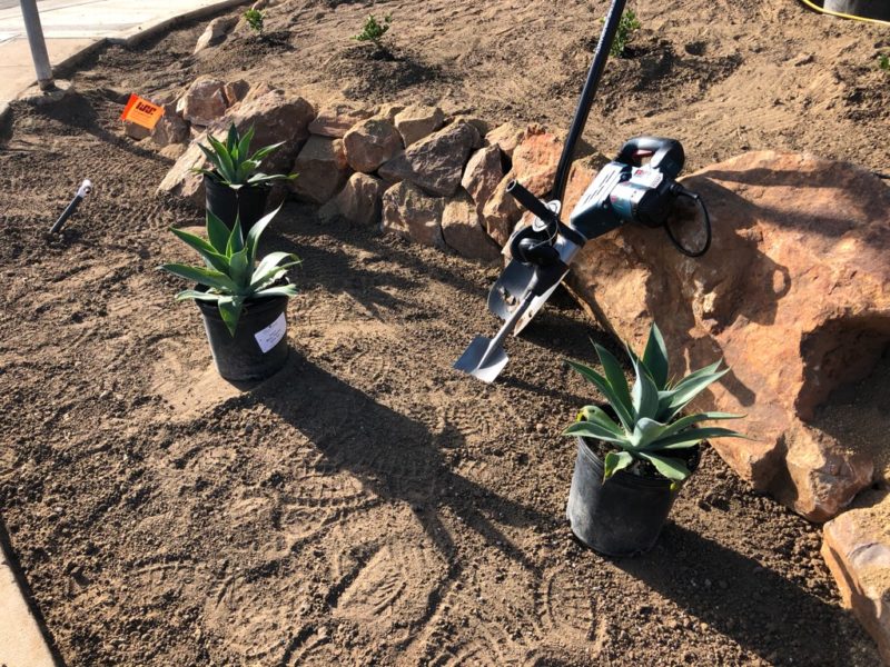 agave blue flame