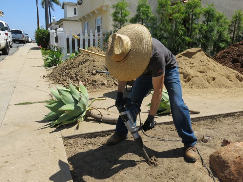 propagating aloe attenuata