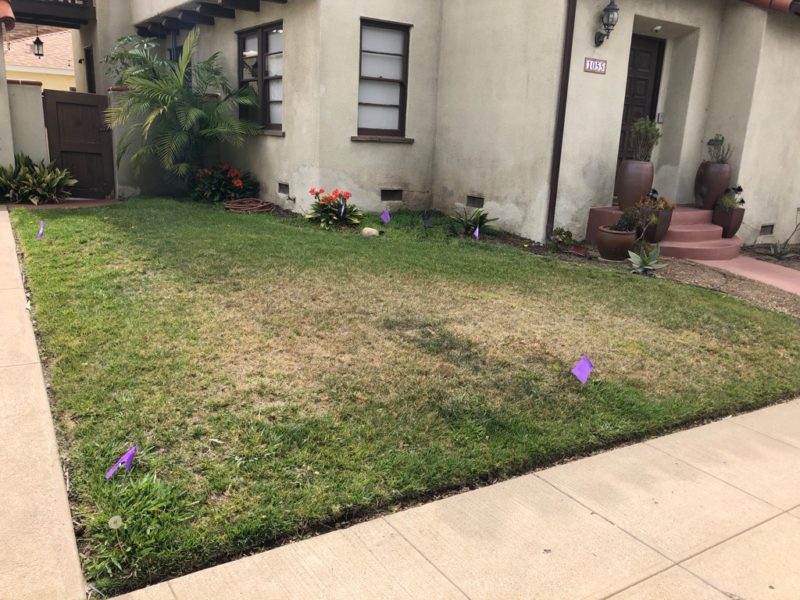lawn before