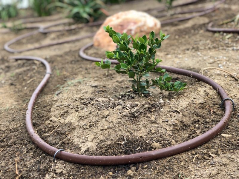 drip irrigation