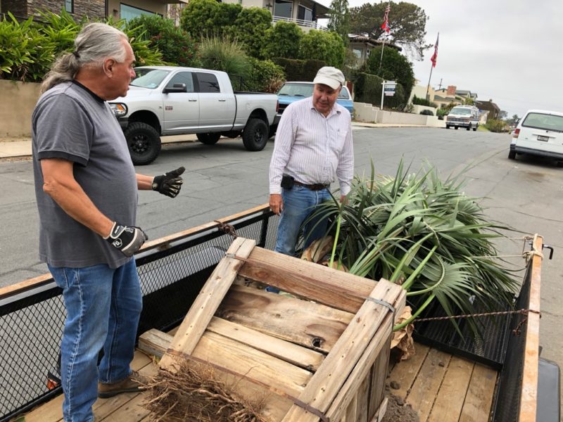 Kentia palm