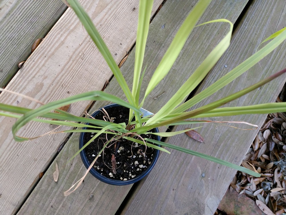 How to Grow Lemongrass An Easy To Grow and Tasty Plant Home Fixated