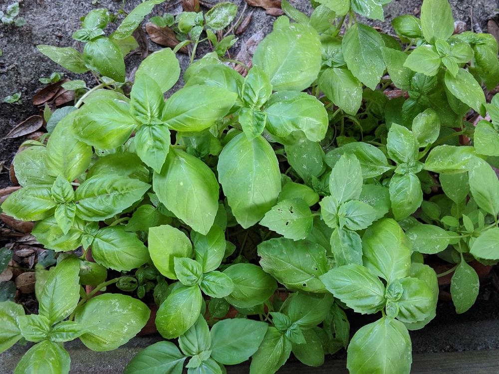 Best Basil Varieties of 2018 Pick Your Pesto Home Fixated