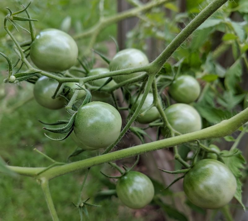 tomato varieties