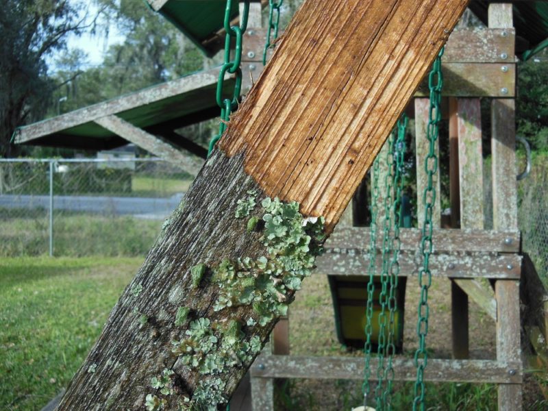 From lichen to loving