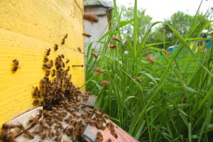 backyard beekeeping