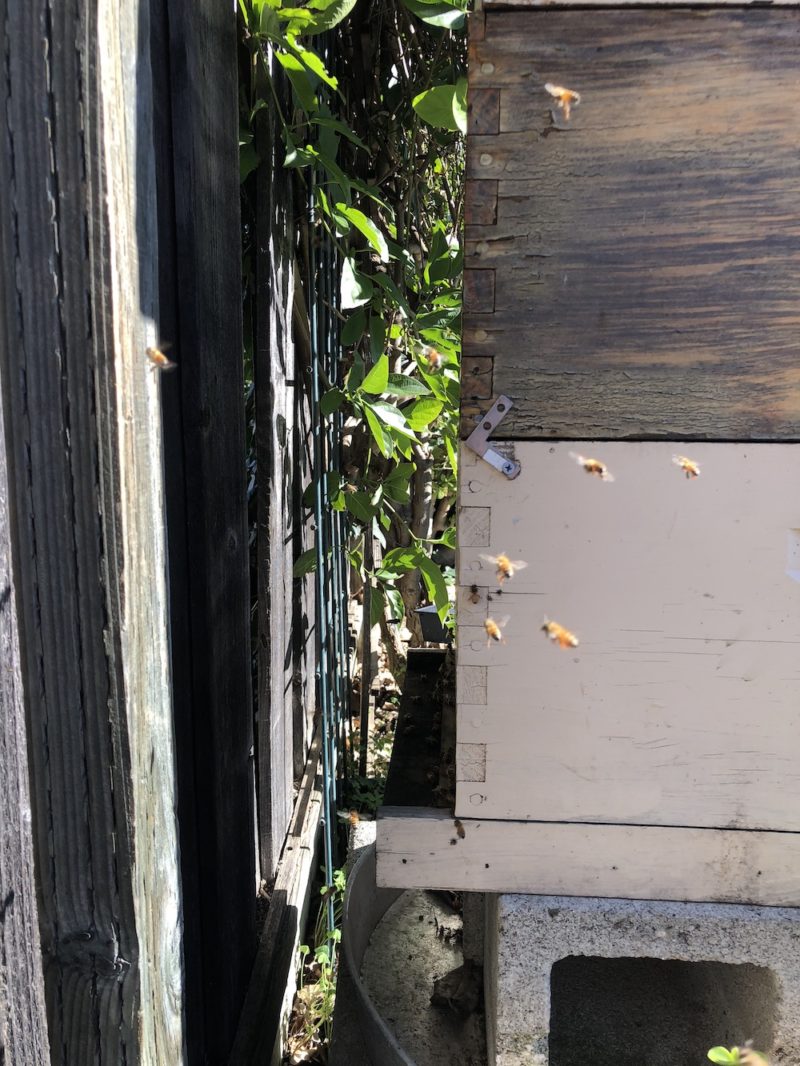 hive placement