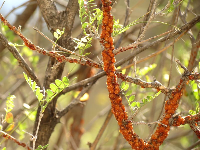 Lac_Insects_on_a_Babybonnet_Branch_-_Flickr_-_treegrow. Photo - Wikimedia.org