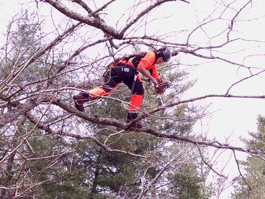 alpinista cortando um galho em uma árvore
