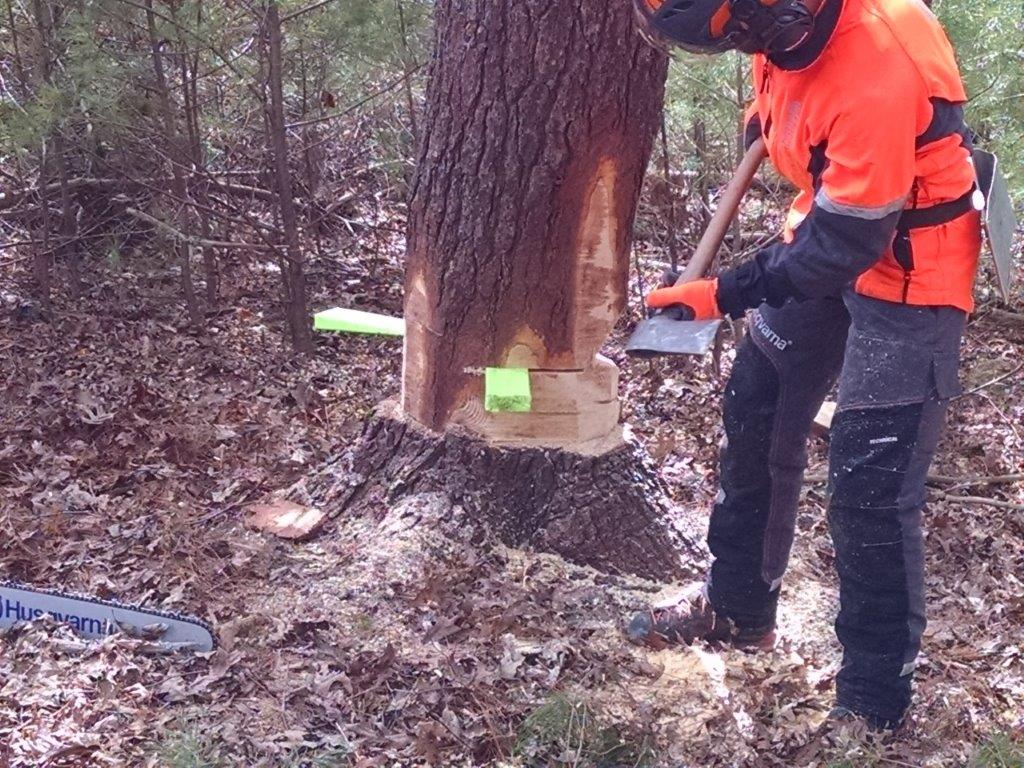 mies hakkaa muovisia kiiloja puunrungossa leikattuun sahaan