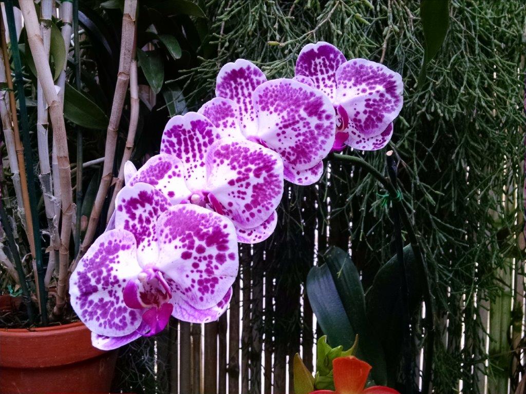  orkider