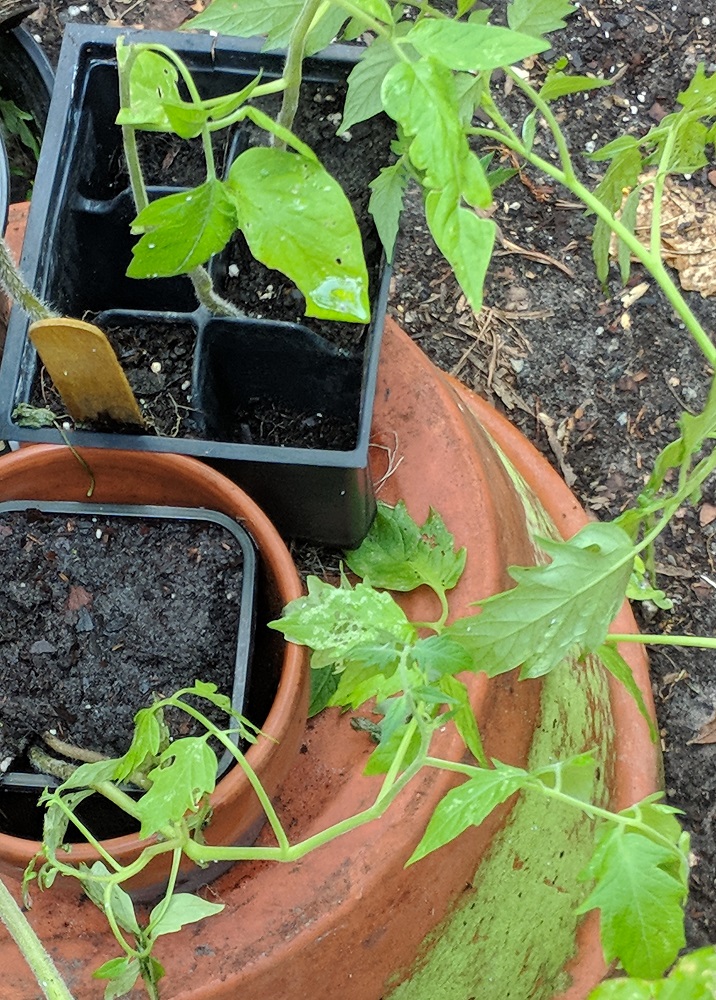 tomatoplants