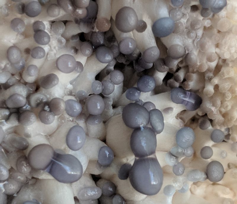 oyster mushrooms in progress