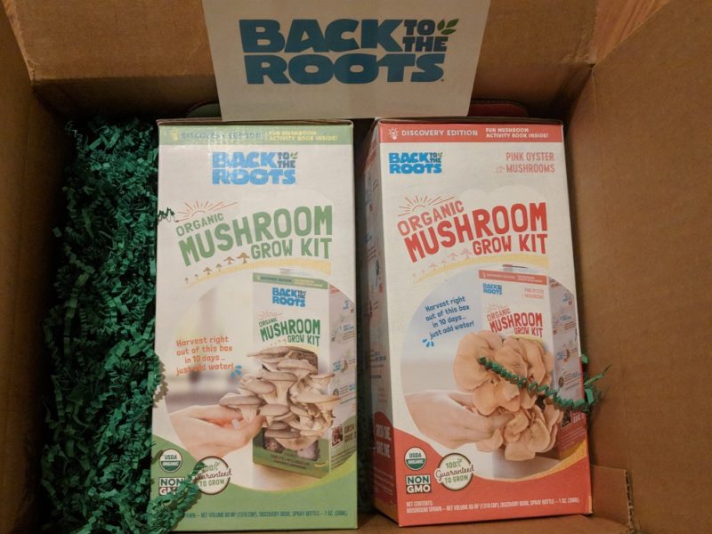 Back To The Roots A Mushroom Growing Kit Review Home Fixated