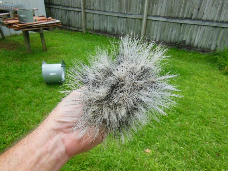 A mangled mess of a brush.