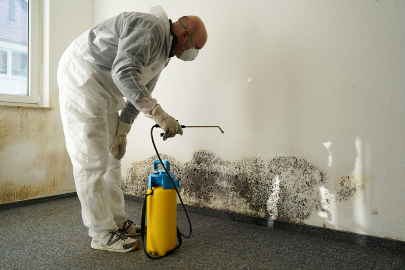 mold on a wall