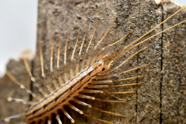 house centipede