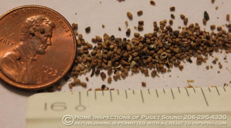 Not to be confused with sassafras. If you see frass, you've got termites!